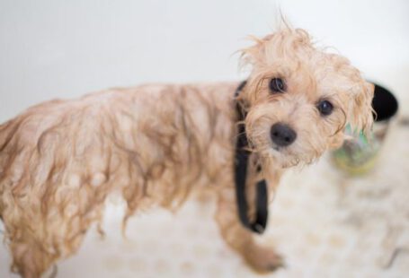 Grooming - Cream Toy Poodle Puppy in Bathtub
