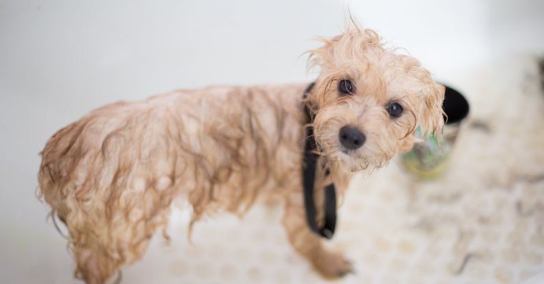 Grooming - Cream Toy Poodle Puppy in Bathtub